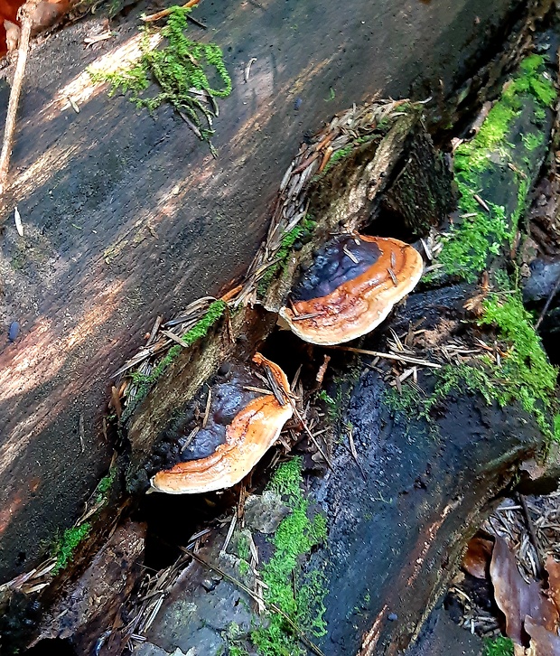 práchnovček pásikavý Fomitopsis pinicola (Sw.) P. Karst.