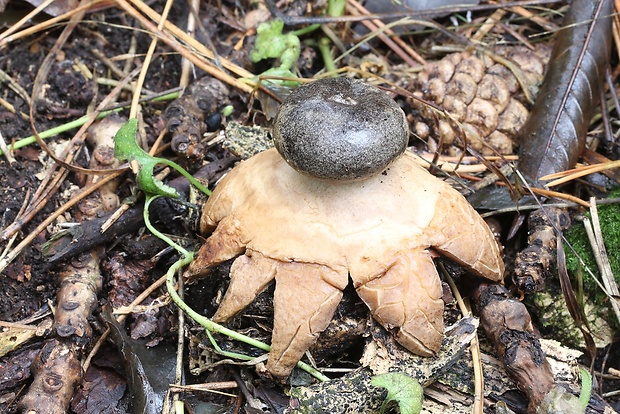 hviezdovka tmavá Geastrum coronatum Pers.