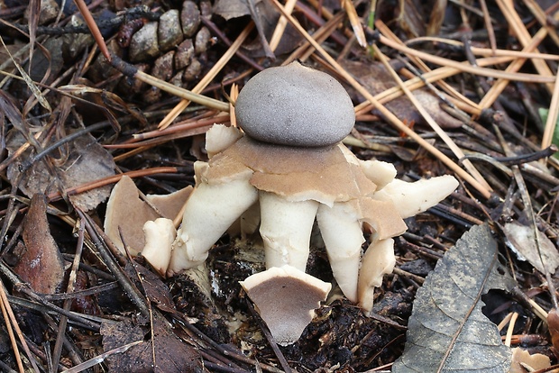 hviezdovka klenbová Geastrum fornicatum (Huds.) Hook.