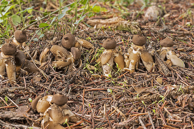 hviezdovka klenbová Geastrum fornicatum (Huds.) Hook.