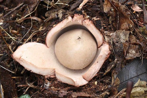 hviezdovka červenkastá Geastrum rufescens Pers.