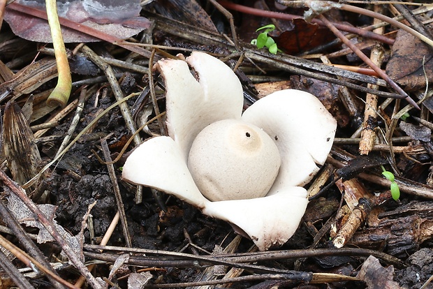 hviezdovka trojitá Geastrum triplex Jungh.