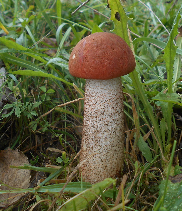 kozák dubový Leccinum aurantiacum (Bull.) Gray