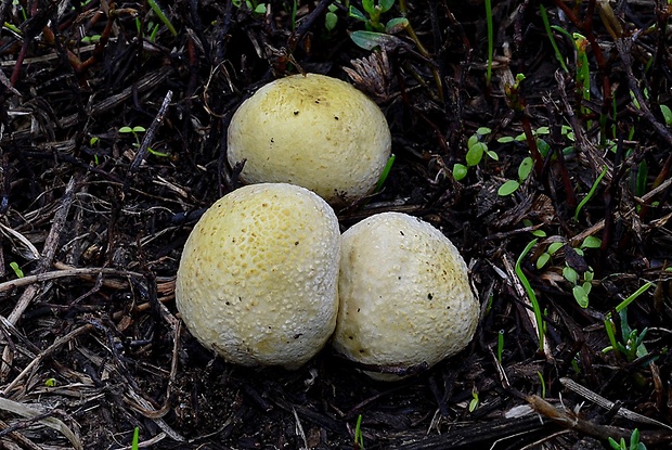 prášnica Lycoperdon sp.