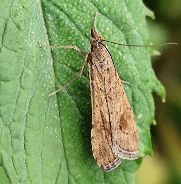 vijačka sťahovavá ? Nomophila noctuella