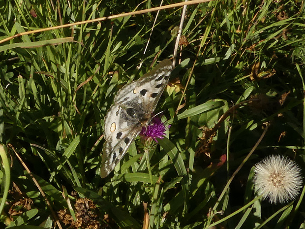 jasoň červenooký Parnassius apollo