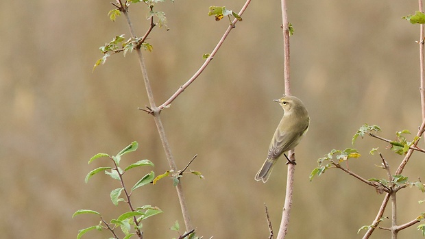 kolibkárik sykavý  Phylloscopus sibilatrix