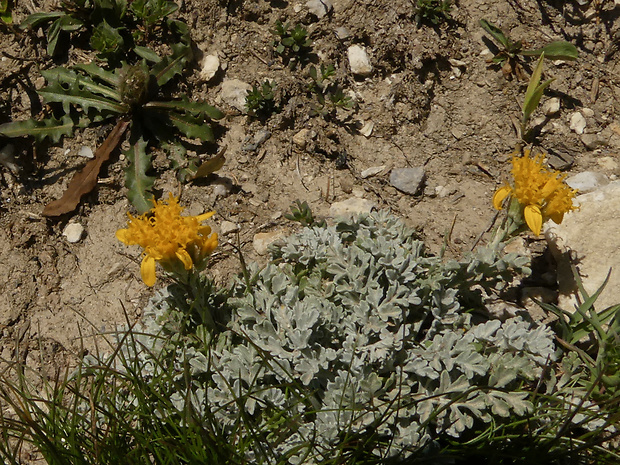 starček sivý Senecio incanus L.