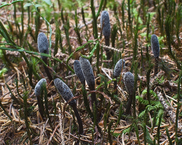 žezlovka srnková Tolypocladium ophioglossoides (J.F. Gmel.) Quandt, Kepler & Spatafora