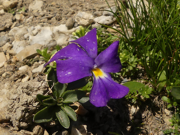 fialka Viola cenisia L.