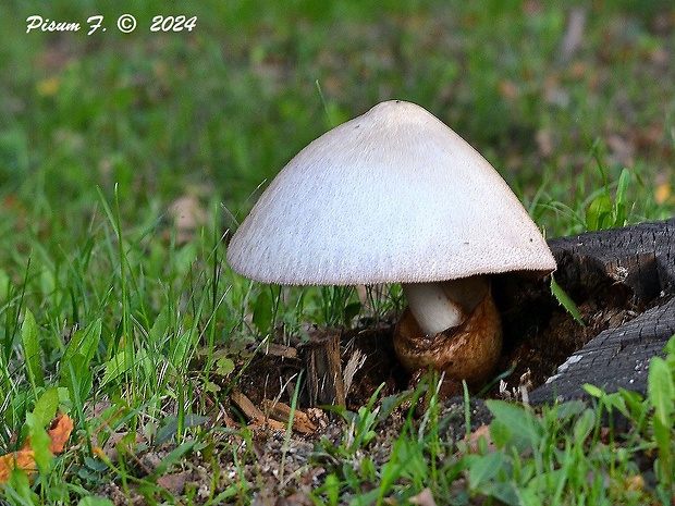 pošvovec stromový Volvariella bombycina (Schaeff.) Singer