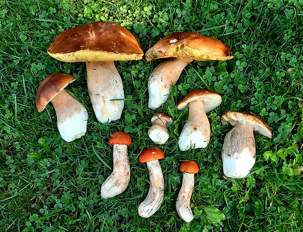 hríb smrekový Boletus edulis Bull.