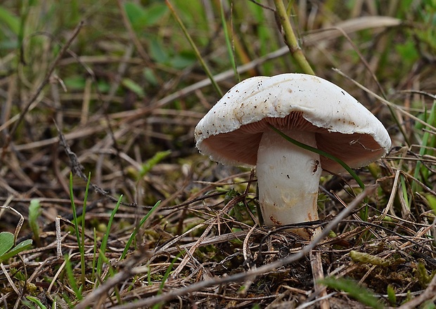 pečiarka obyčajná Agaricus bitorquis (Quél.) Sacc.