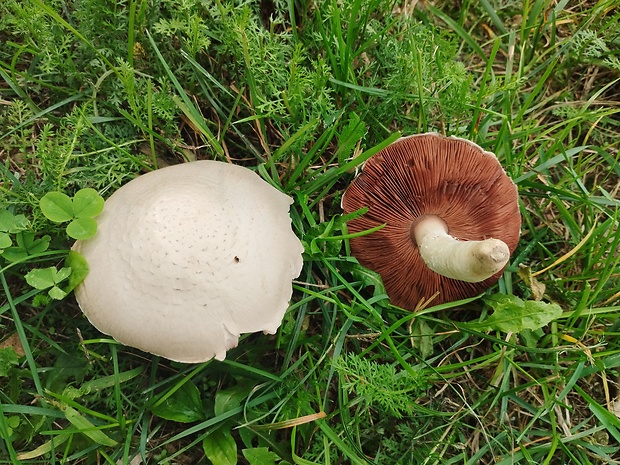 pečiarka poľná Agaricus campestris L.