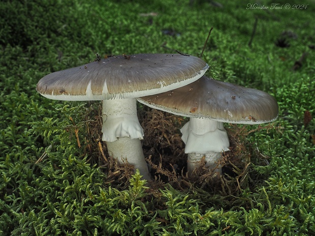 muchotrávka hrubá Amanita excelsa (Fr.) Bertill.