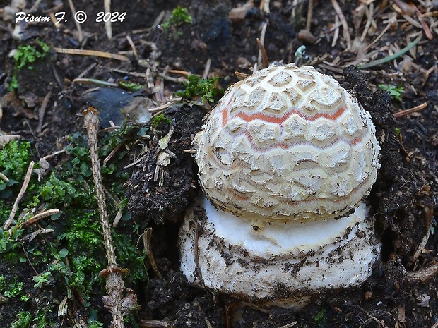 muchotrávka červená Amanita muscaria (L.) Lam.