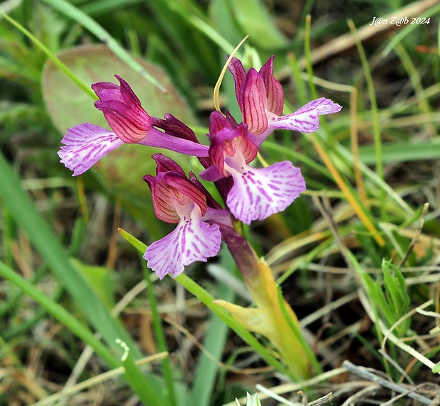 červenohlav motýľovitý Anacamptis papilionacea (L.) R. M. Bateman, Pridgeon et M. W. Chase