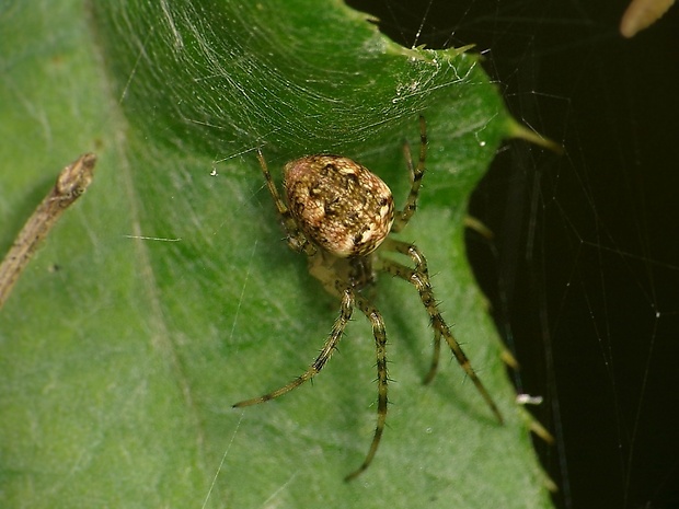 križiak obyčajný Araneus diadematus