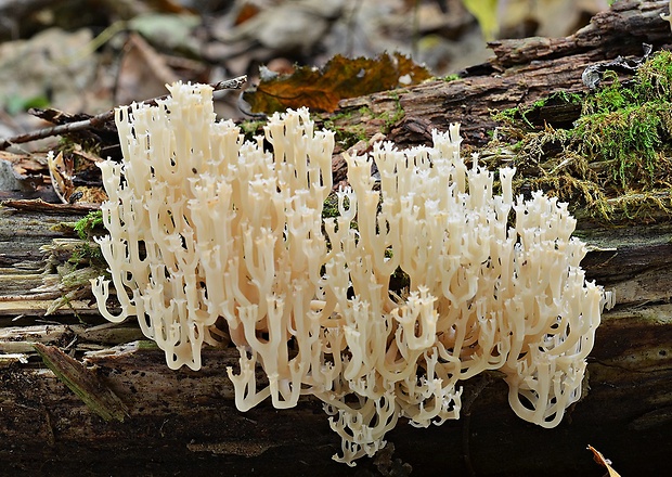 korunovec svietnikovitý Artomyces pyxidatus (Pers.) Jülich