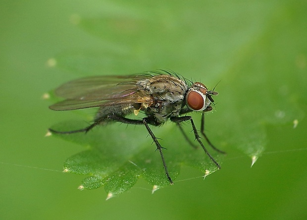 kvetárka Botanophila fugax (Meigen, 1826)