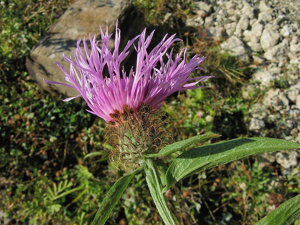 nevädzovec  Centaurea × moravica