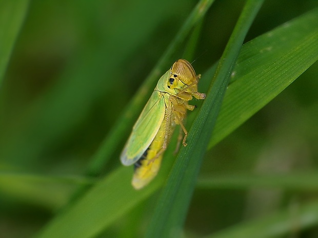 cikádka zelená Cicadella viridis