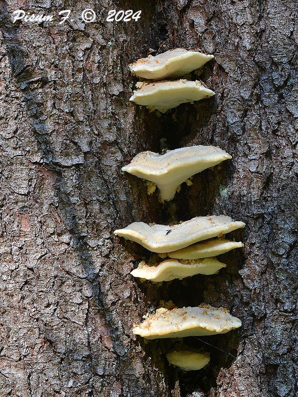 belák horský Climacocystis borealis (Fr.) Kotl. & Pouzar