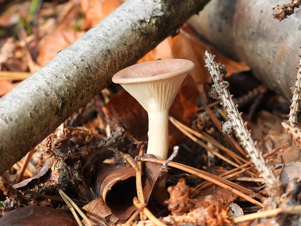 strmuľka lievikovitá Clitocybe gibba (Pers.) P. Kumm.