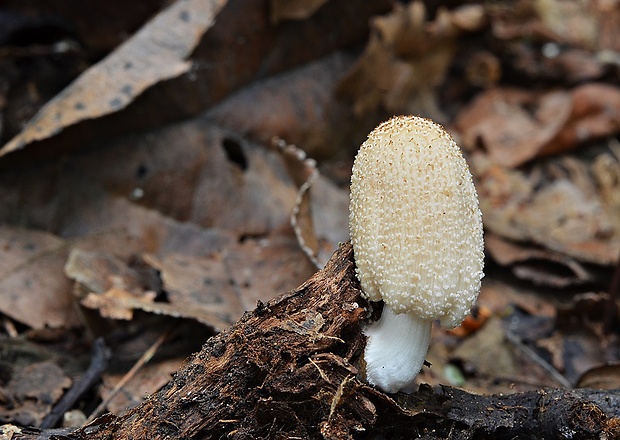 hnojník Coprinopsis sp.