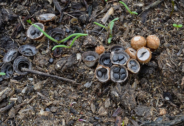 čiaškovec výkalový Cyathus stercoreus (Schwein.) De Toni