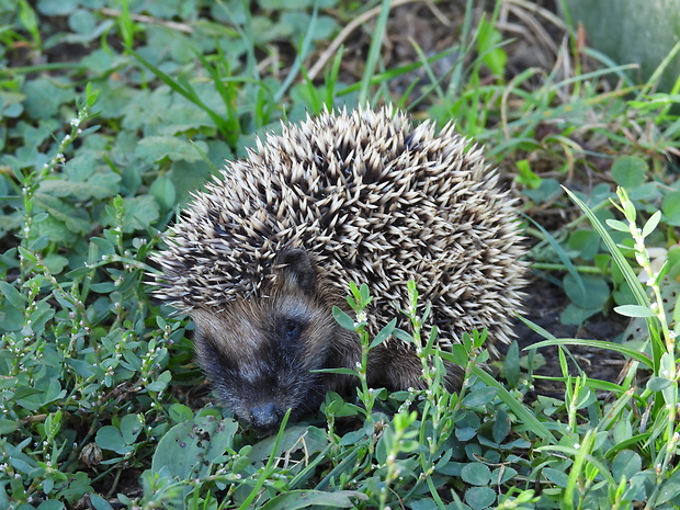 jež tmavý Erinaceus europaeus