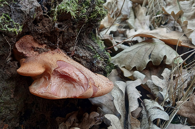 pečeňovec dubový Fistulina hepatica (Schaeff.) With.