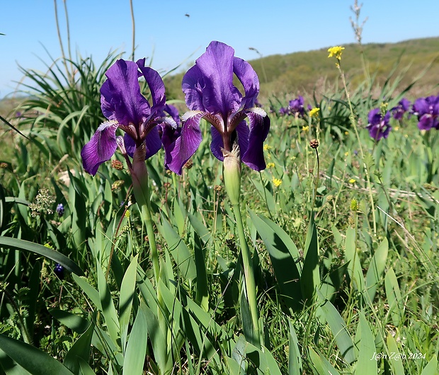 kosatec Iris bicapitata Colas.