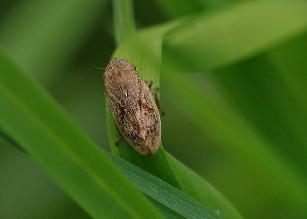 peniarka Lepironia coleopterata