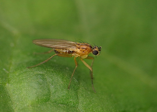 mušička ♂ Lonchoptera bifurcata (Fallén, 1810)