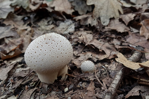 prášnica bradavičnatá Lycoperdon perlatum Pers.