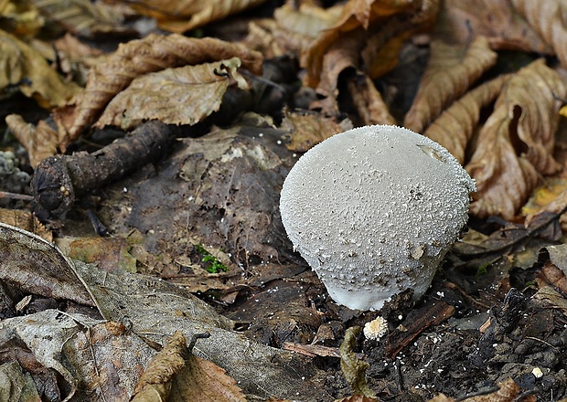 prášnica bradavičnatá Lycoperdon perlatum Pers.