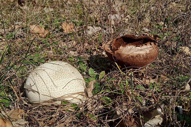 rozpadavec dlabaný Lycoperdon utriforme Bull.