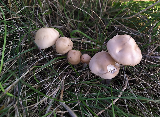 tanečnica poľná Marasmius oreades (Bolton) Fr.