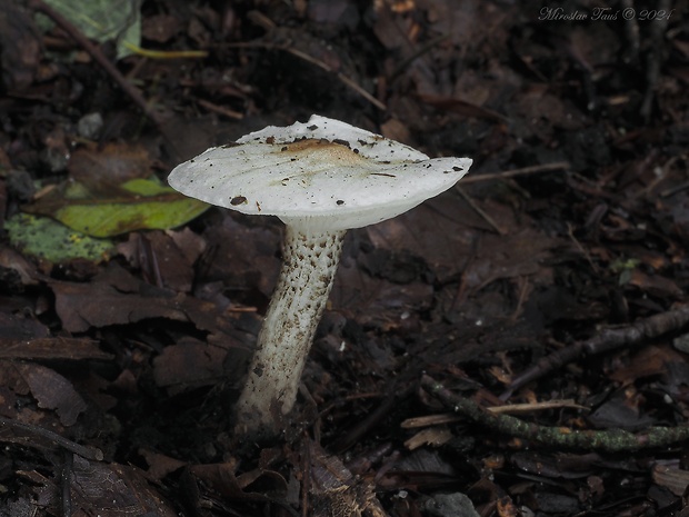 tmavuľka bradavičnatá Melanoleuca verrucipes (Fr.) Singer