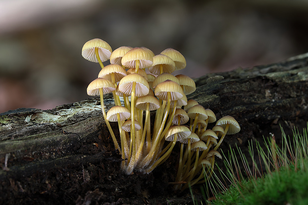 prilbička žltohlúbiková Mycena renati Quél.