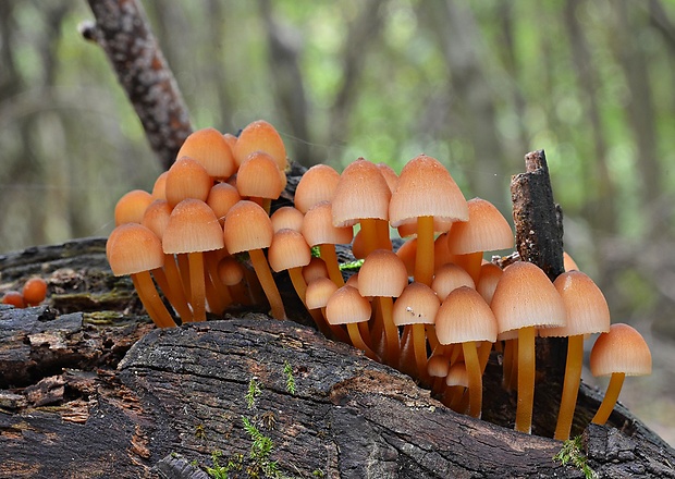 prilbička žltohlúbiková Mycena renati Quél.