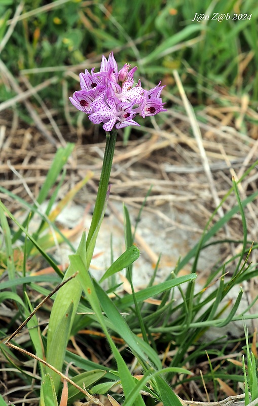 neotinea trojzubá Neotinea tridentata (Scop.) R. M. Bateman, Pridceon et M. W. Chase