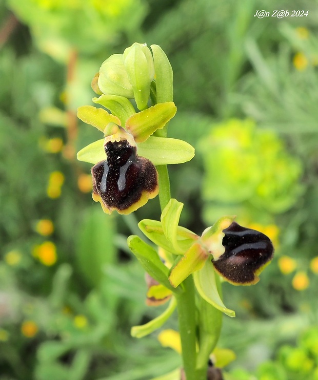 hmyzovník Ophrys sphegodes subsp. passionis (Sennen) Sanz & Nuet