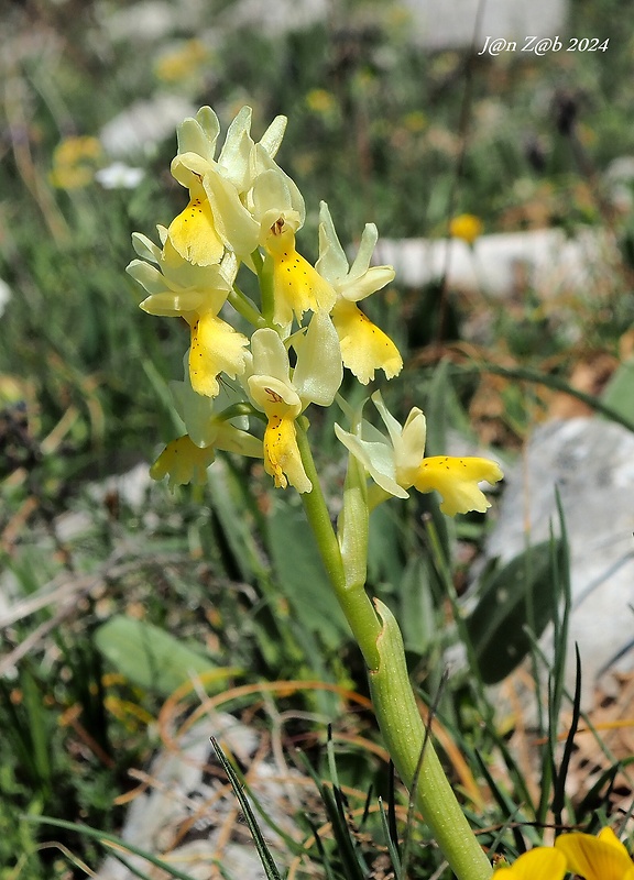 vstavač Orchis pauciflora Ten.