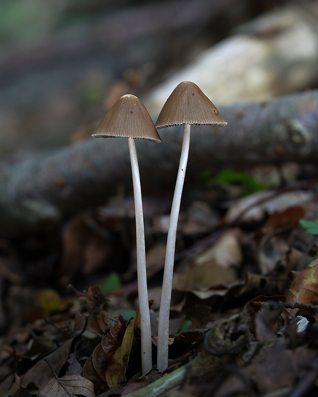 drobuľka veľká  Parasola conopilus  (Fr.) Örstadius & E. Larss.