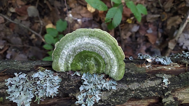 trúdnikovec chlpatý Trametes hirsuta (Wulfen) Lloyd