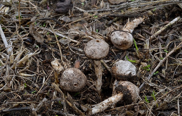 stopkovec Kotlabov Tulostoma kotlabae Pouzar