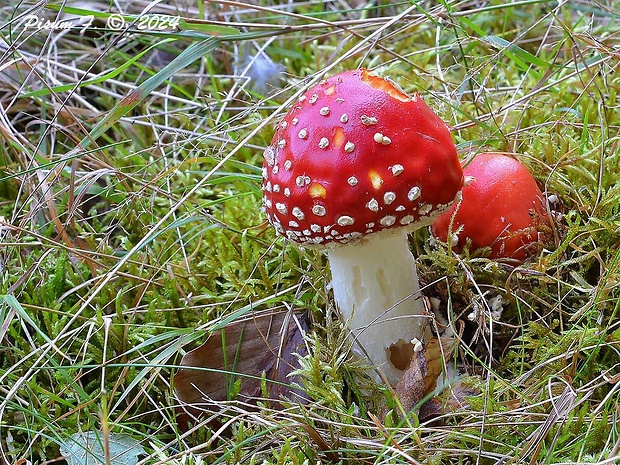 muchotrávka červená Amanita muscaria (L.) Lam.