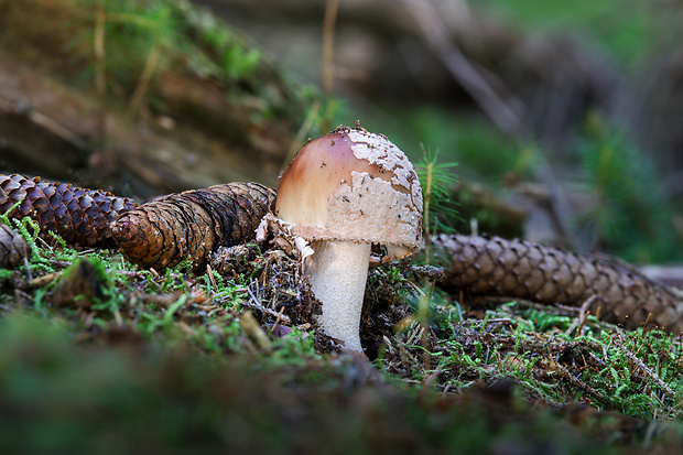 muchotrávka červenkastá Amanita rubescens Pers.